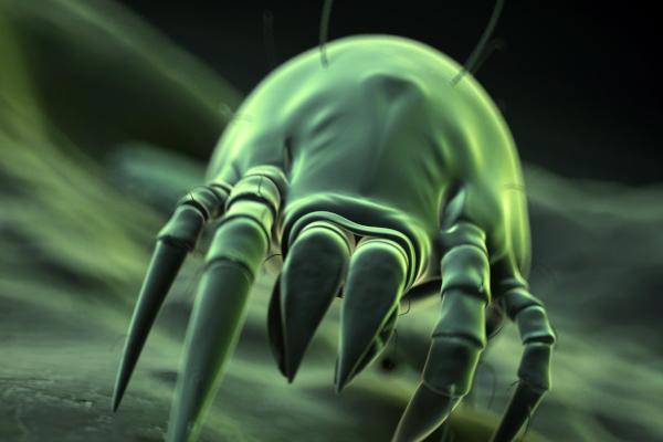 Basement Dust Mites in Missouri